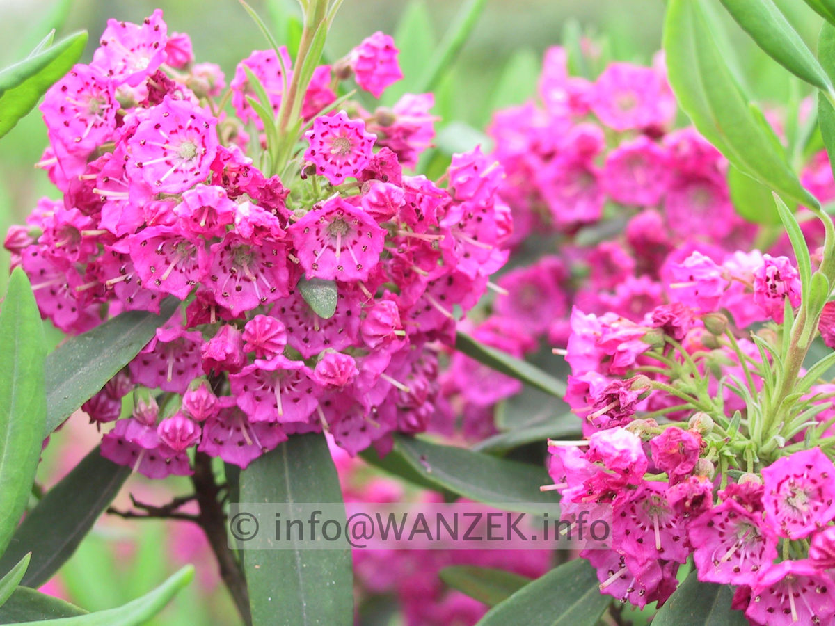 Kalmia angustifolia Rubra - Blueten.JPG